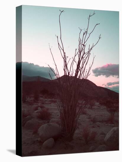 Desert Plants And Sunset-NaxArt-Stretched Canvas