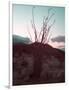 Desert Plants And Sunset-NaxArt-Framed Art Print