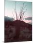 Desert Plants And Sunset-NaxArt-Mounted Art Print