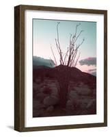 Desert Plants And Sunset-NaxArt-Framed Art Print