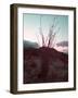 Desert Plants And Sunset-NaxArt-Framed Art Print