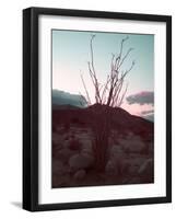 Desert Plants And Sunset-NaxArt-Framed Art Print