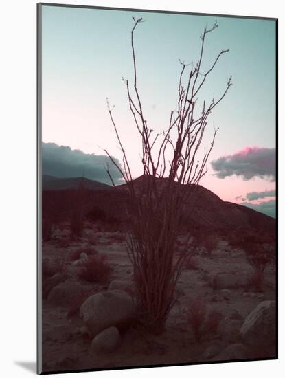 Desert Plants And Sunset-NaxArt-Mounted Art Print