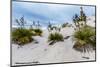 Desert Plants in the Amazing Surreal White Sands of New Mexico-Richard McMillin-Mounted Photographic Print