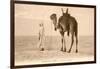 Desert Prayer, Bedouin and Camel-null-Framed Art Print