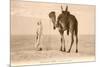 Desert Prayer, Bedouin and Camel-null-Mounted Art Print