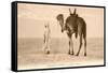 Desert Prayer, Bedouin and Camel-null-Framed Stretched Canvas