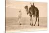Desert Prayer, Bedouin and Camel-null-Stretched Canvas