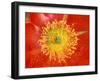 Desert Prickly Pear Cactus Flower, Casa Grande, Arizona, USA-Rob Tilley-Framed Photographic Print