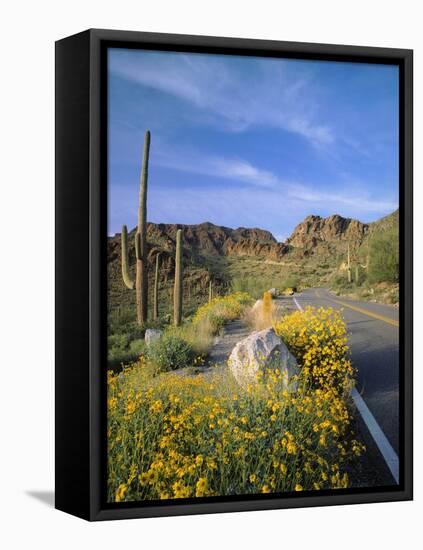 Desert Road with Cactus and Brittlebush-James Randklev-Framed Stretched Canvas