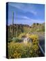 Desert Road with Cactus and Brittlebush-James Randklev-Stretched Canvas