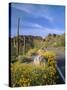 Desert Road with Cactus and Brittlebush-James Randklev-Stretched Canvas