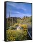 Desert Road with Cactus and Brittlebush-James Randklev-Framed Stretched Canvas