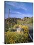 Desert Road with Cactus and Brittlebush-James Randklev-Stretched Canvas