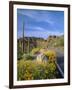 Desert Road with Cactus and Brittlebush-James Randklev-Framed Photographic Print