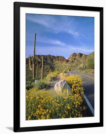 Desert Road with Cactus and Brittlebush-James Randklev-Framed Photographic Print