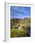 Desert Road with Cactus and Brittlebush-James Randklev-Framed Photographic Print