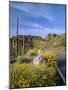 Desert Road with Cactus and Brittlebush-James Randklev-Mounted Photographic Print