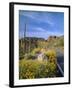 Desert Road with Cactus and Brittlebush-James Randklev-Framed Photographic Print