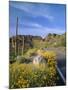 Desert Road with Cactus and Brittlebush-James Randklev-Mounted Photographic Print