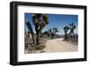 Desert Road-Emil Muench-Framed Photographic Print