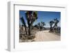 Desert Road-Emil Muench-Framed Photographic Print