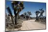 Desert Road-Emil Muench-Mounted Photographic Print