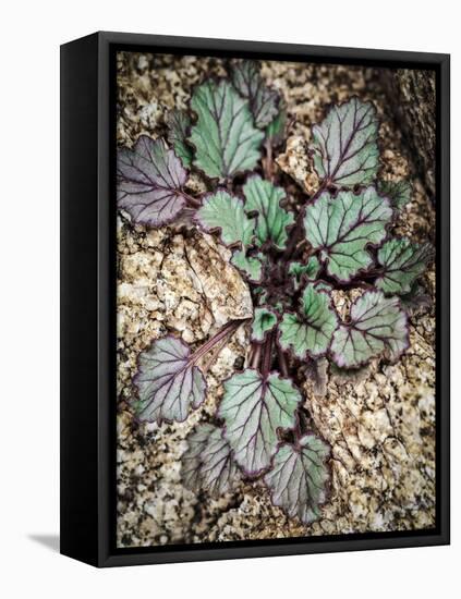 Desert Rock Plant-Janice Sullivan-Framed Stretched Canvas