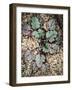 Desert Rock Plant-Janice Sullivan-Framed Giclee Print