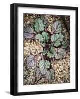 Desert Rock Plant-Janice Sullivan-Framed Giclee Print