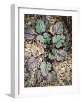 Desert Rock Plant-Janice Sullivan-Framed Giclee Print