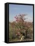 Desert Rose, Kenya, East Africa, Africa-Groenendijk Peter-Framed Stretched Canvas