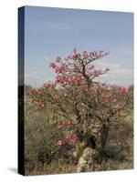 Desert Rose, Kenya, East Africa, Africa-Groenendijk Peter-Stretched Canvas