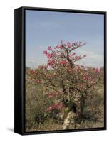 Desert Rose, Kenya, East Africa, Africa-Groenendijk Peter-Framed Stretched Canvas