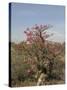 Desert Rose, Kenya, East Africa, Africa-Groenendijk Peter-Stretched Canvas