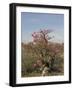 Desert Rose, Kenya, East Africa, Africa-Groenendijk Peter-Framed Photographic Print