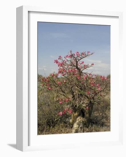 Desert Rose, Kenya, East Africa, Africa-Groenendijk Peter-Framed Photographic Print