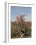 Desert Rose, Kenya, East Africa, Africa-Groenendijk Peter-Framed Photographic Print