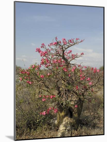 Desert Rose, Kenya, East Africa, Africa-Groenendijk Peter-Mounted Photographic Print