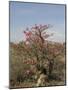 Desert Rose, Kenya, East Africa, Africa-Groenendijk Peter-Mounted Photographic Print