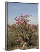 Desert Rose, Kenya, East Africa, Africa-Groenendijk Peter-Framed Photographic Print