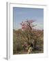 Desert Rose, Kenya, East Africa, Africa-Groenendijk Peter-Framed Photographic Print