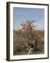 Desert Rose, Kenya, East Africa, Africa-Groenendijk Peter-Framed Photographic Print