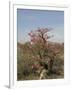 Desert Rose, Kenya, East Africa, Africa-Groenendijk Peter-Framed Photographic Print