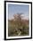 Desert Rose, Kenya, East Africa, Africa-Groenendijk Peter-Framed Photographic Print