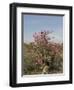 Desert Rose, Kenya, East Africa, Africa-Groenendijk Peter-Framed Photographic Print