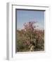 Desert Rose, Kenya, East Africa, Africa-Groenendijk Peter-Framed Photographic Print