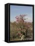 Desert Rose, Kenya, East Africa, Africa-Groenendijk Peter-Framed Stretched Canvas