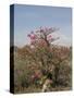 Desert Rose, Kenya, East Africa, Africa-Groenendijk Peter-Stretched Canvas
