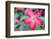 Desert Rose-rakratchada-Framed Photographic Print